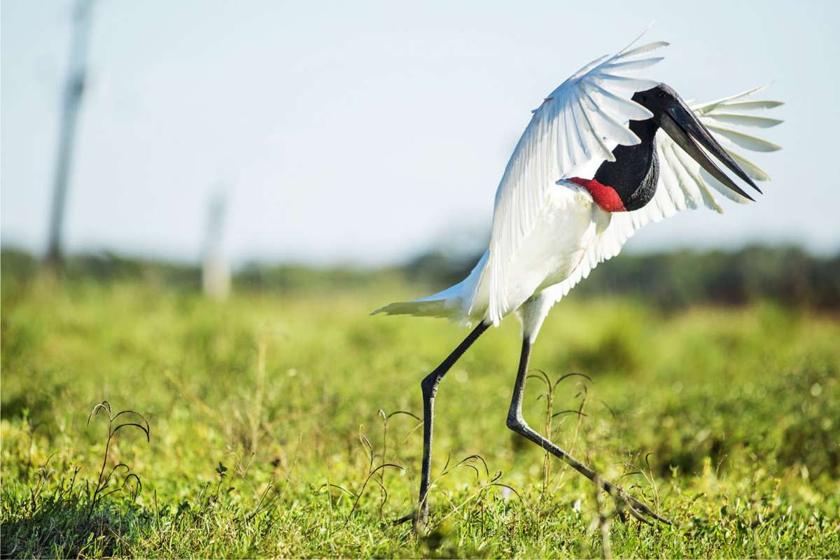 Pantanal - Pacotes Completos Pousada Rio Claro