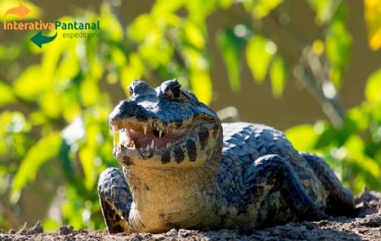 FD01.24 -Tour Regular Full Day - Pantanal